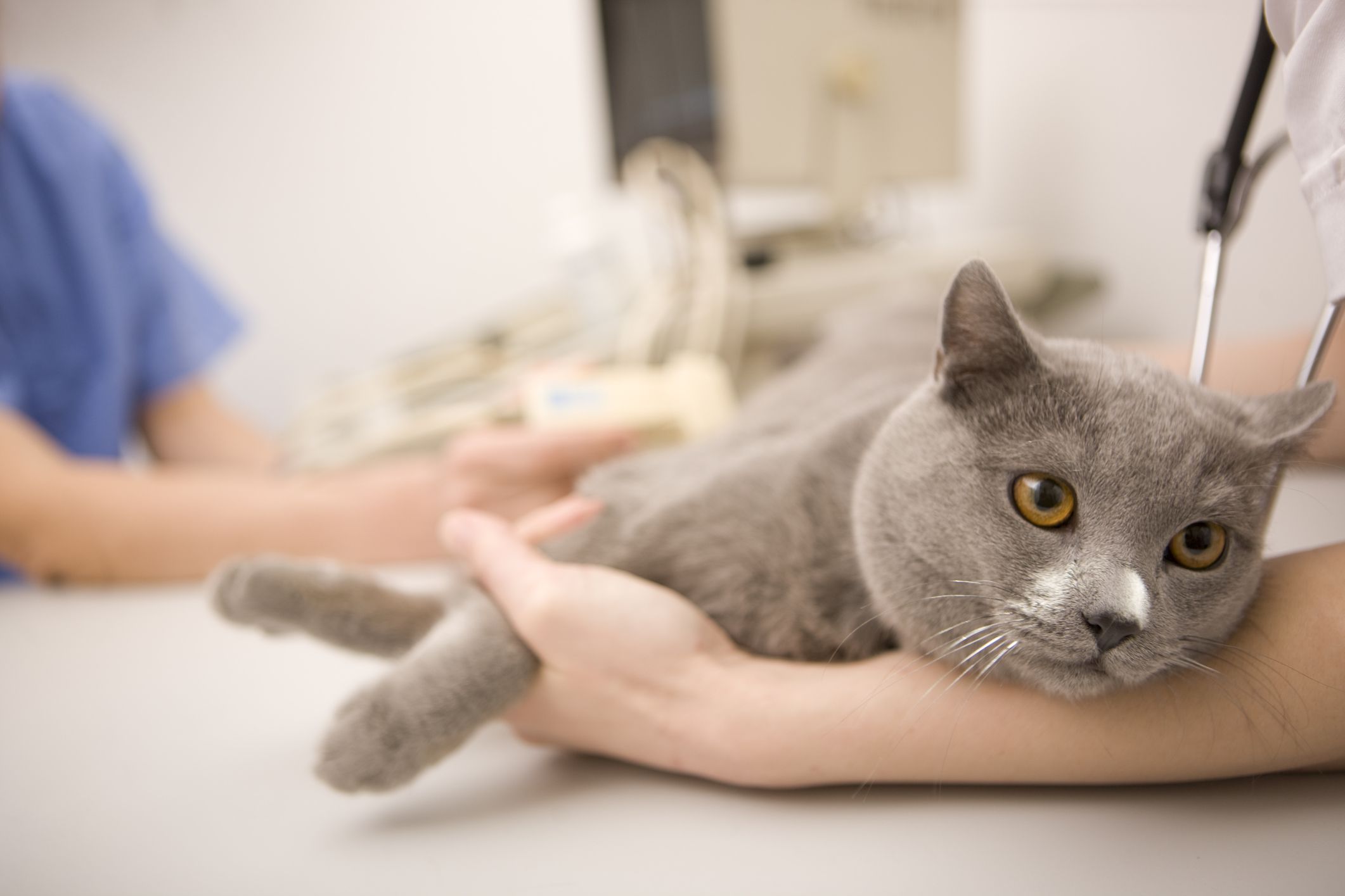 猫正在做兽医检查
