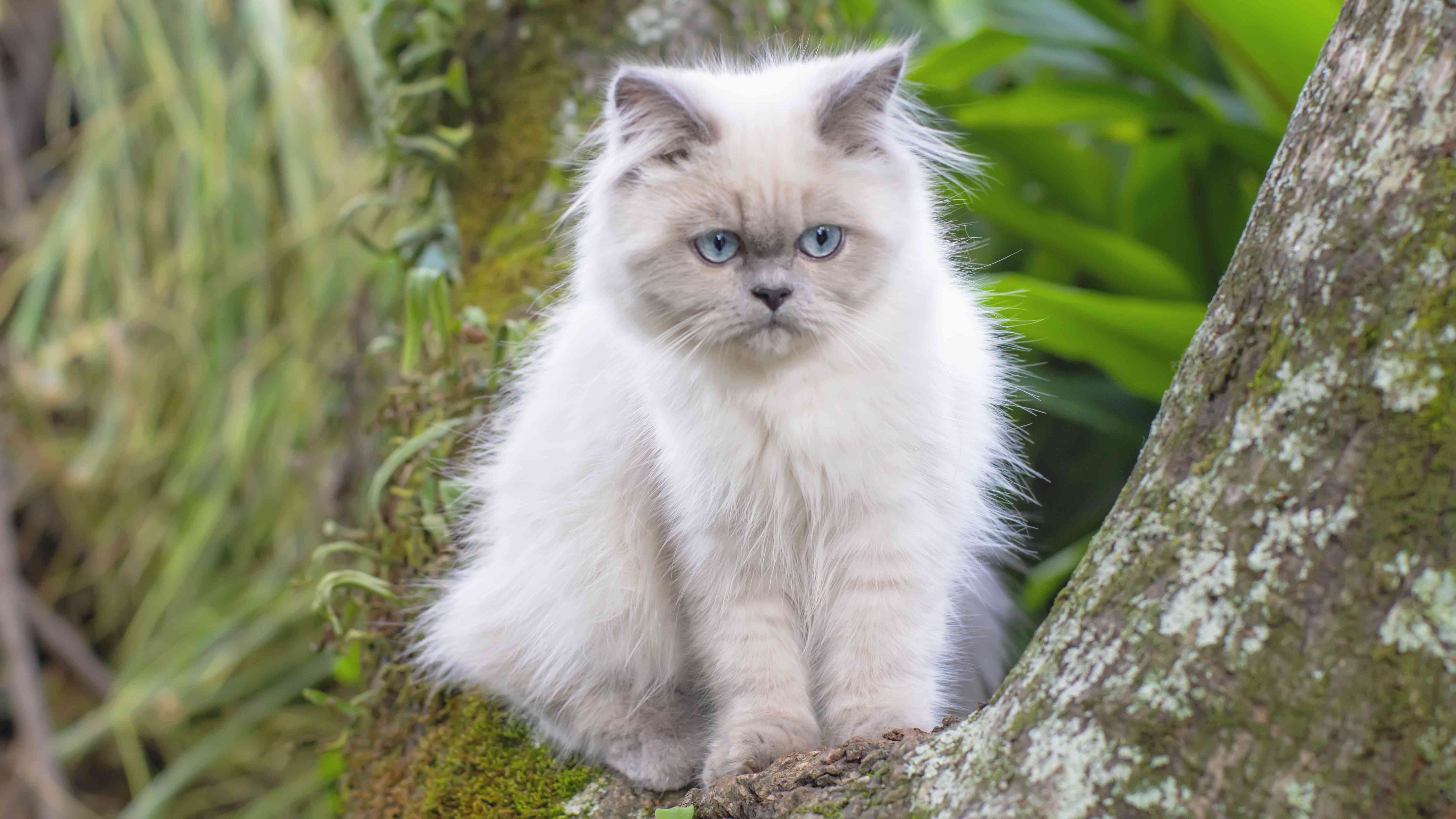小喜马拉雅猫坐在树上的画像