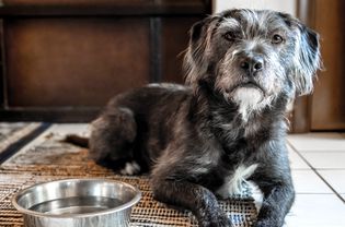 Senior dog sitting next to bowl of water