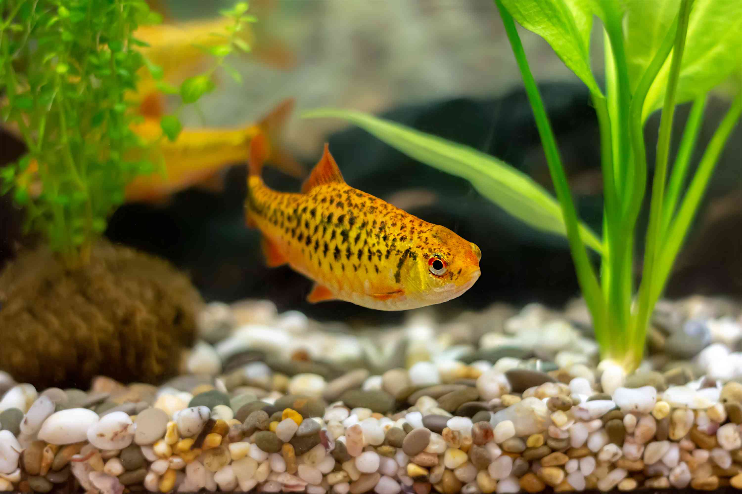 家庭水族馆中的金倒钩(schuberti barb, puntius semi ifasciolatus)