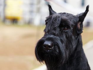 巨型雪纳瑞犬的肖像