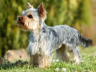 约克郡犬(Yorkie)站立的侧面图