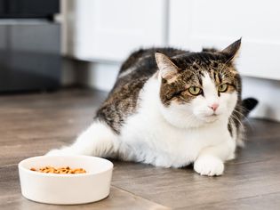 猫在它的食物碗旁边