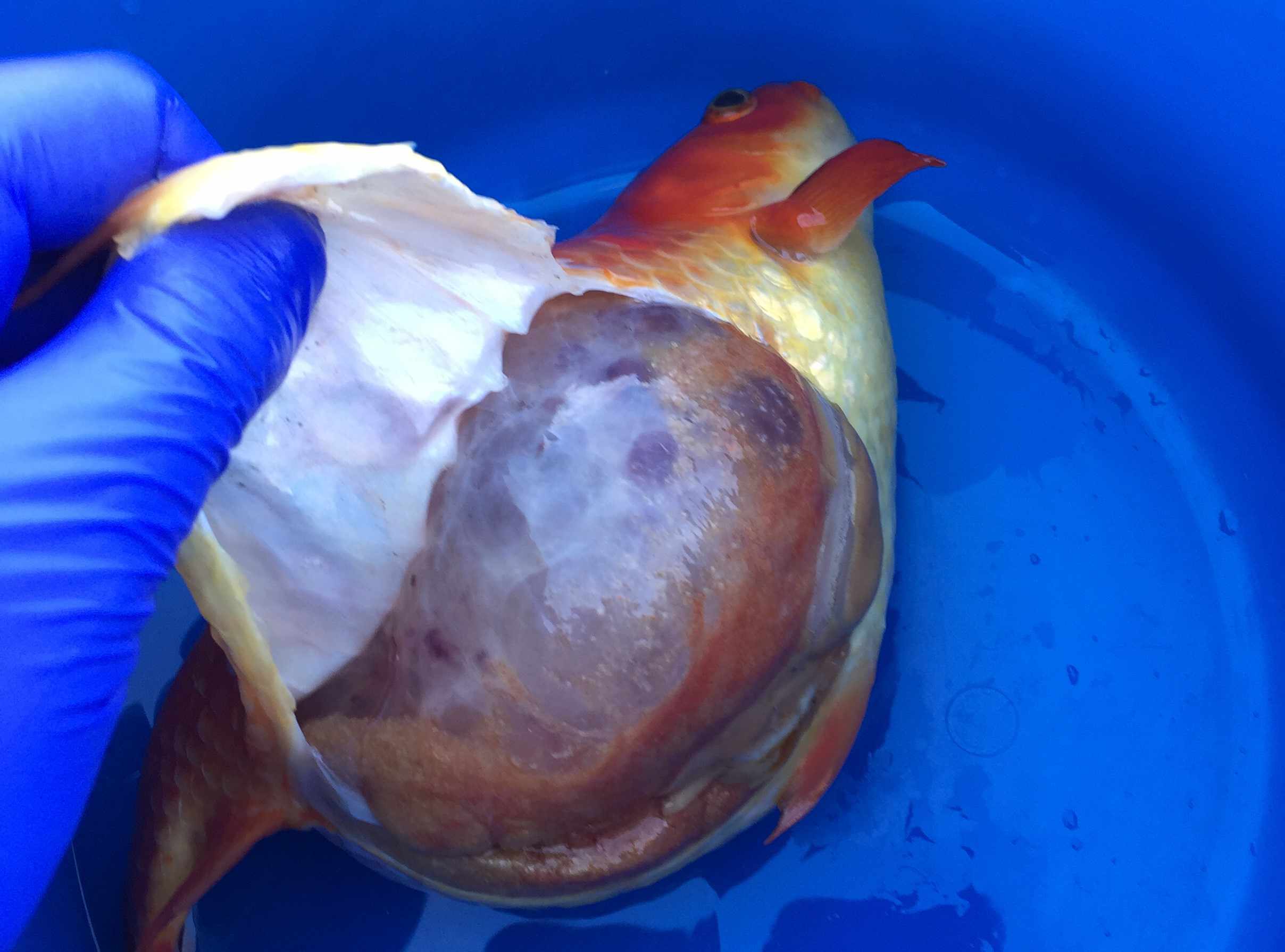 患有多囊肾病的死去金鱼