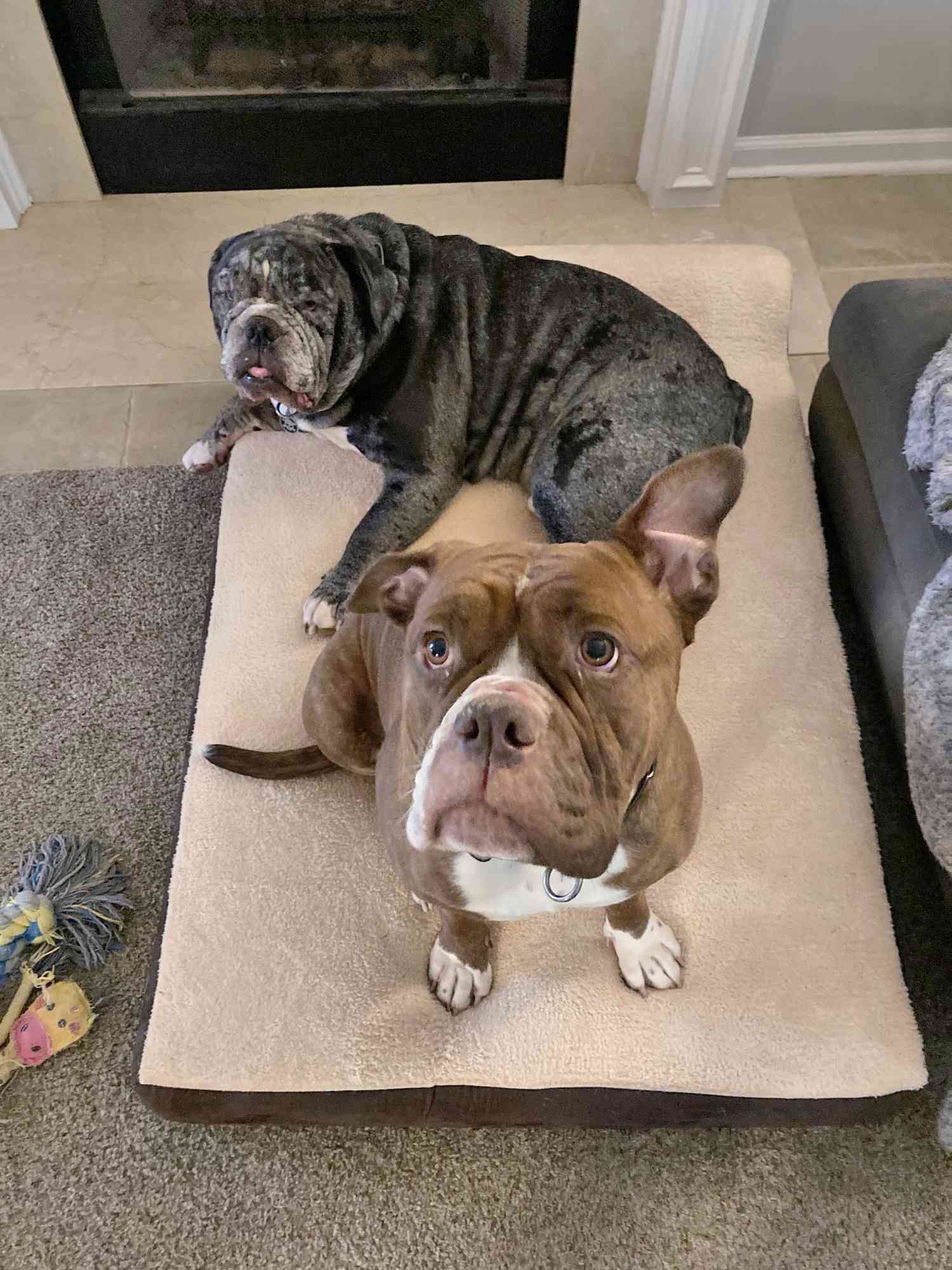Two dogs laying down on the KOPEKS Orthopedic Memory Foam Pillow Dog Bed