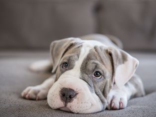 躺在沙发上的Shar-pei pitbull小狗