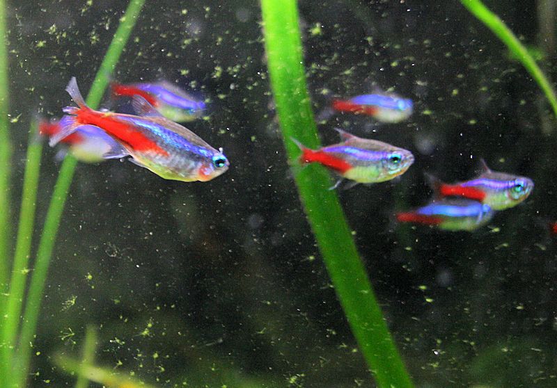 氖四环素(Paracheirodon innesi)