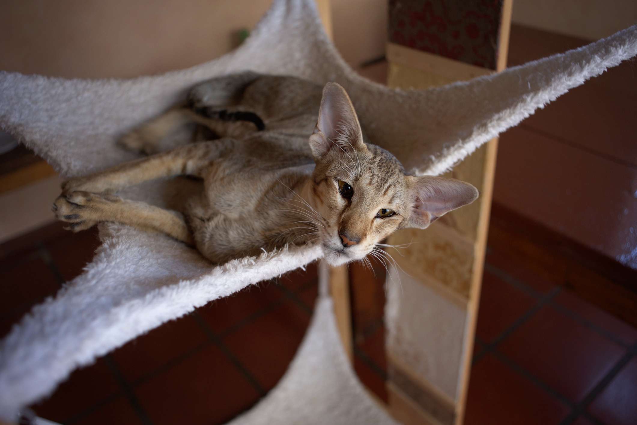 东方短毛猫在吊床上
