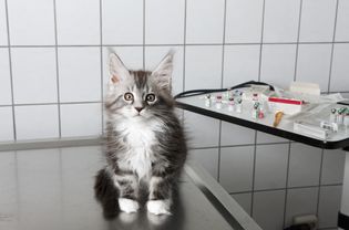 猫坐在兽医诊所的桌子上的画像