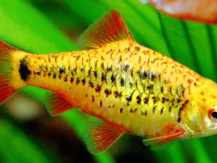 金倒钩-半长鳍Puntius semi ifasciolatus