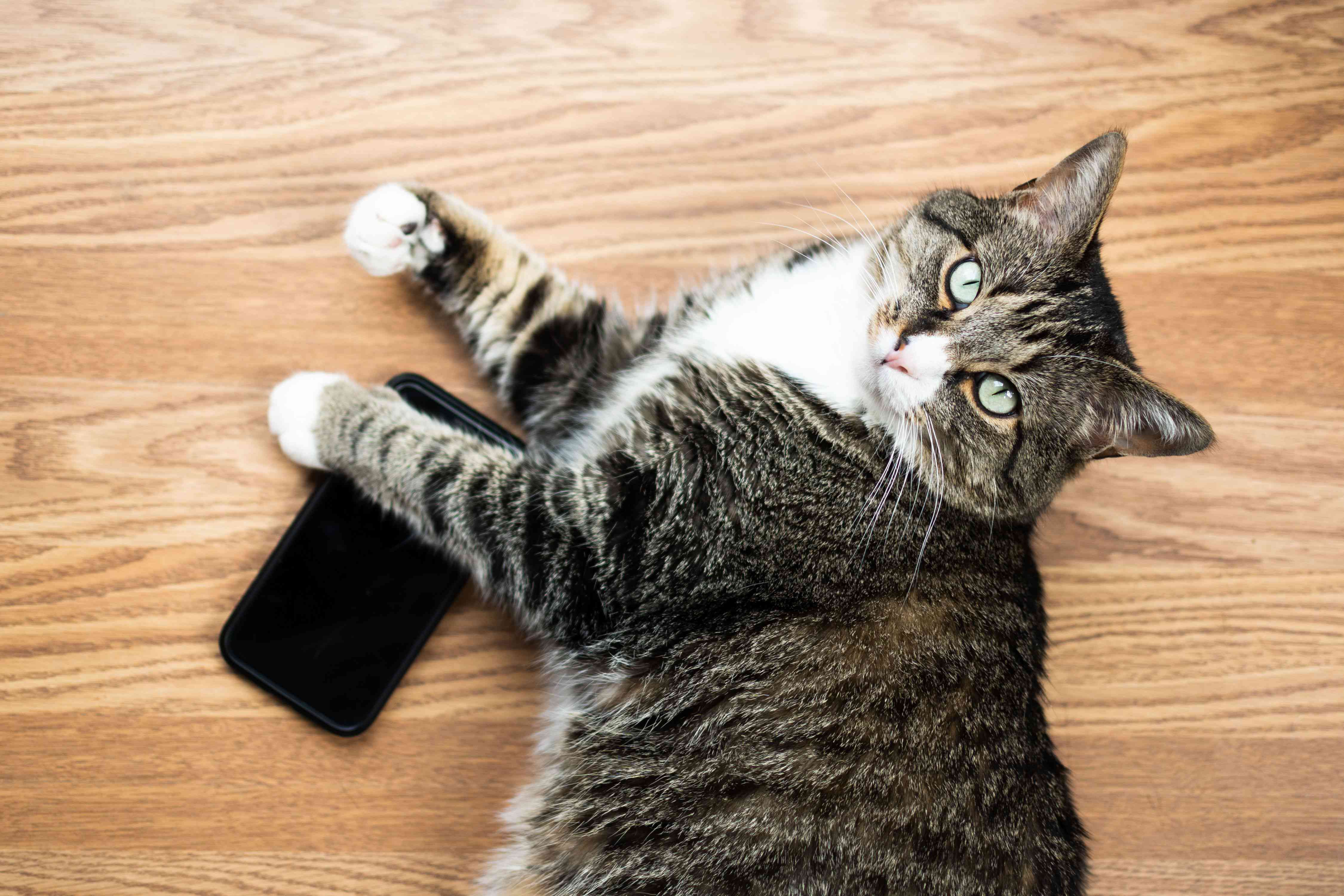 一只猫把爪子放在手机上