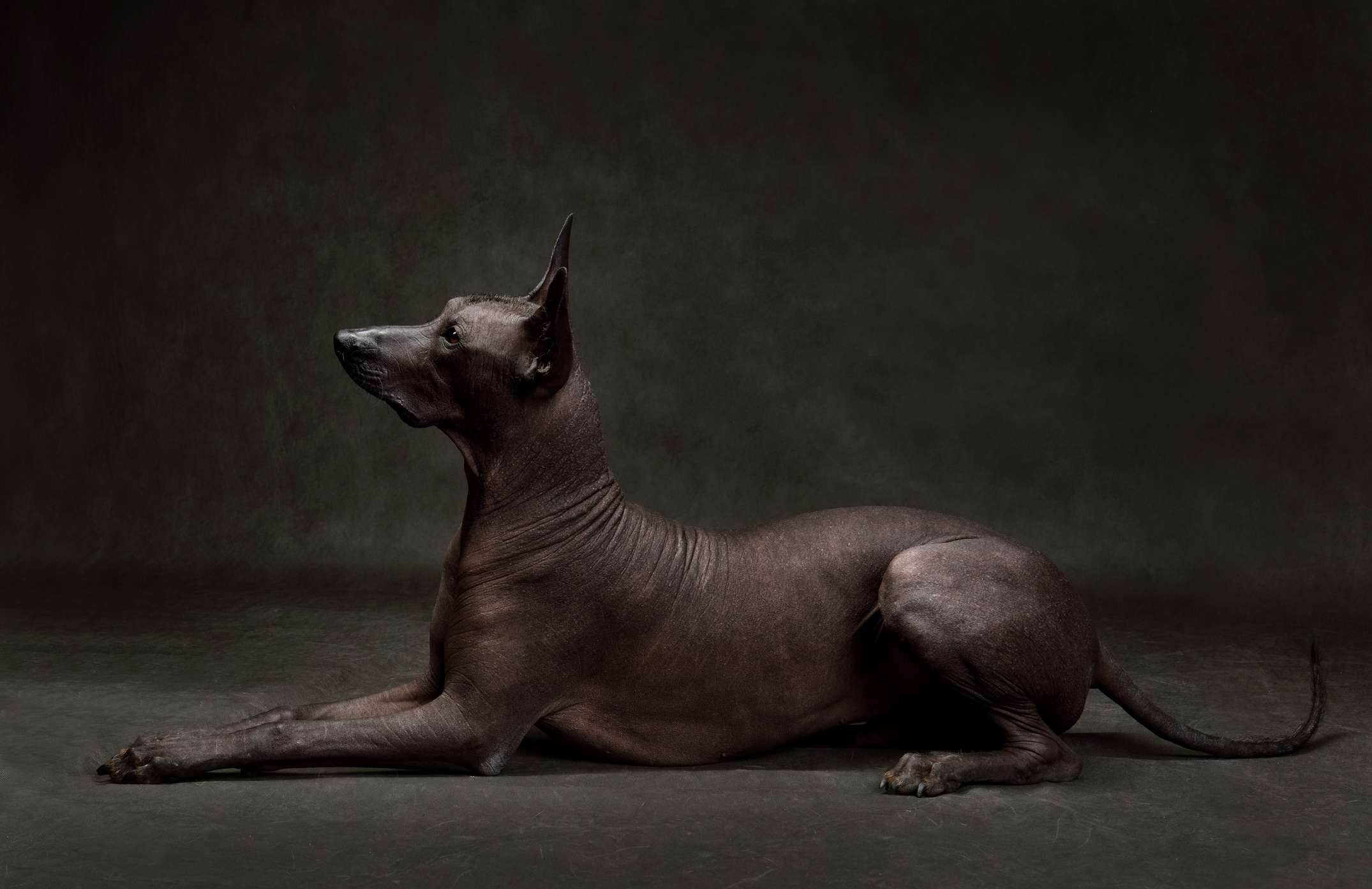 标准Xoloitzcuintli