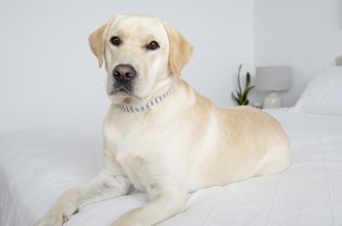 Yellow labrador retriever laying on white bed
