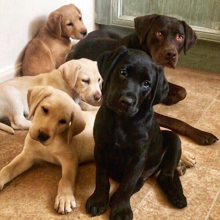 拉布拉多寻回犬小狗