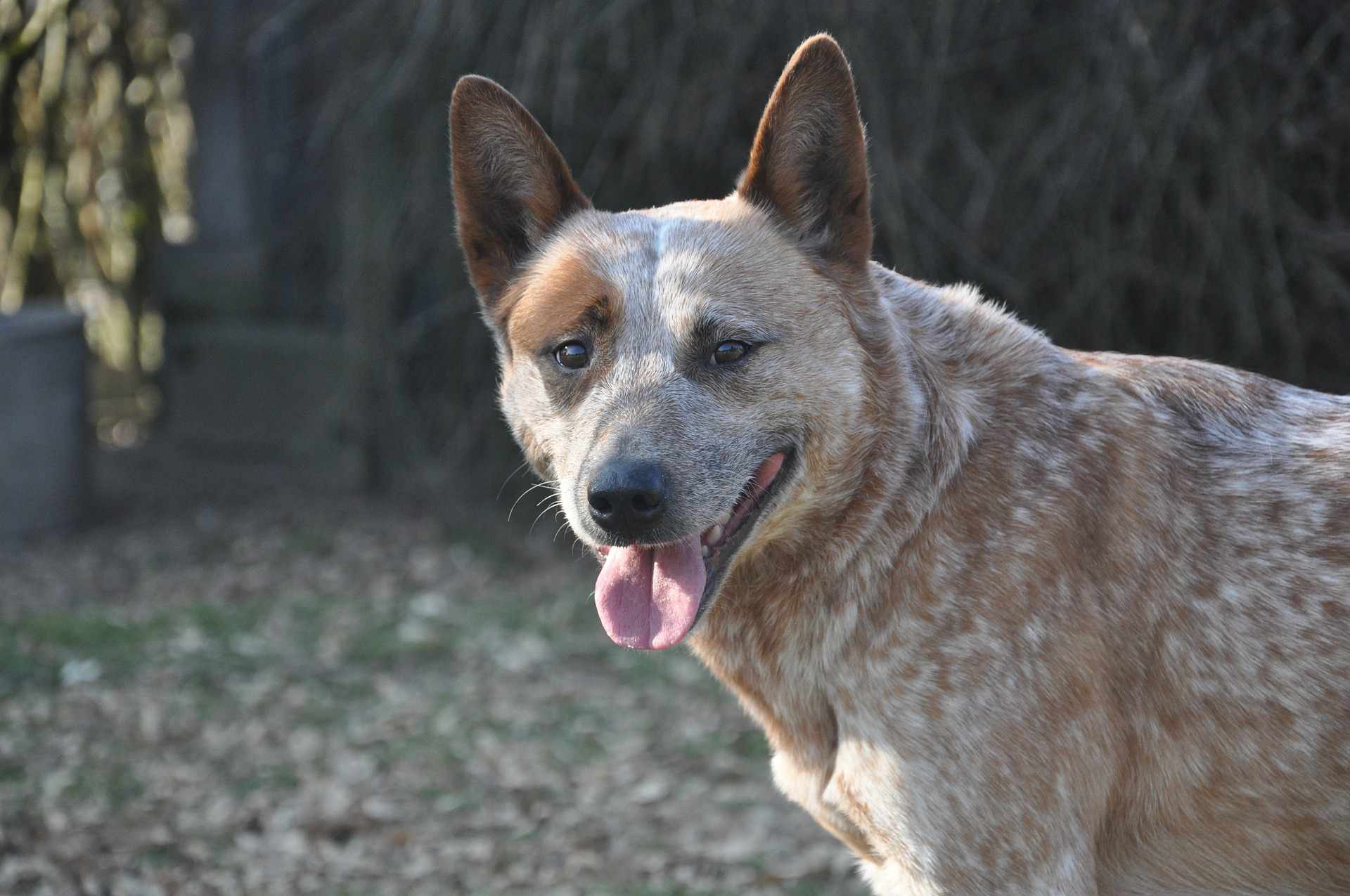 澳大利亚红牛犬