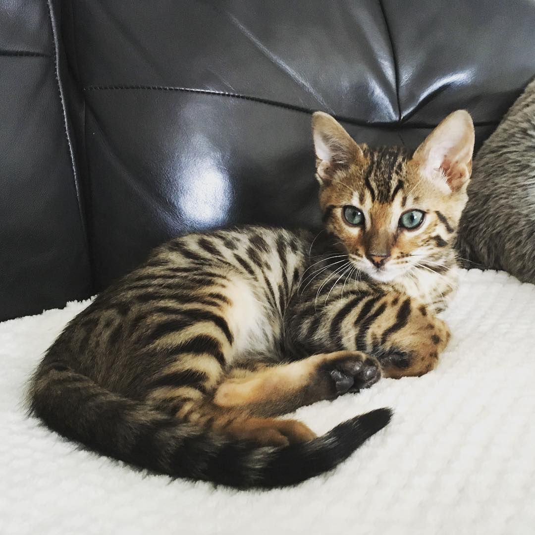 狼猫