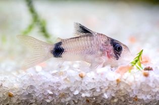 科里鲶鱼在水族箱里游泳，鱼缸里有白色的鹅卵石
