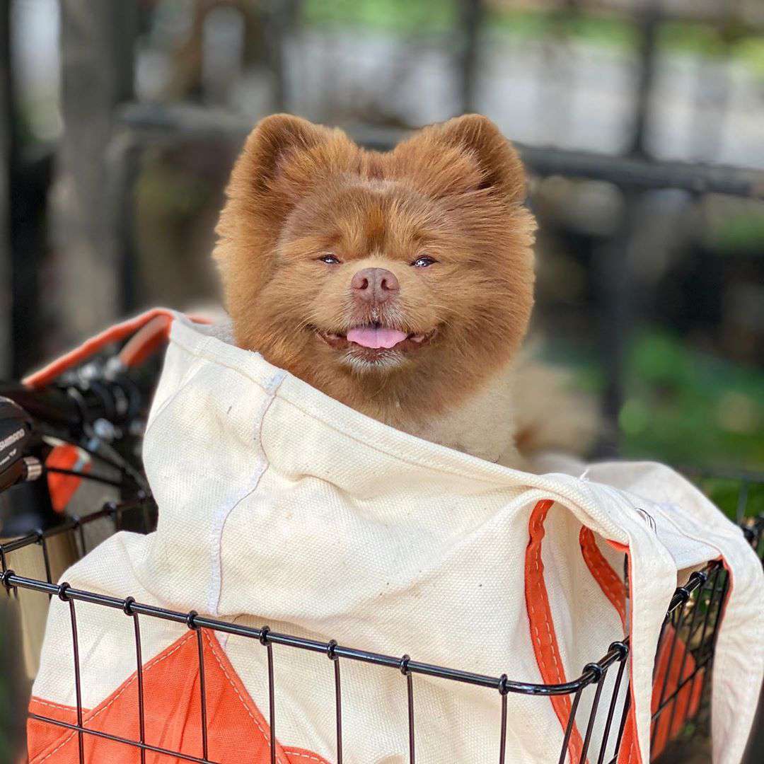 一只棕色的博美犬坐在自行车篮子里微笑。