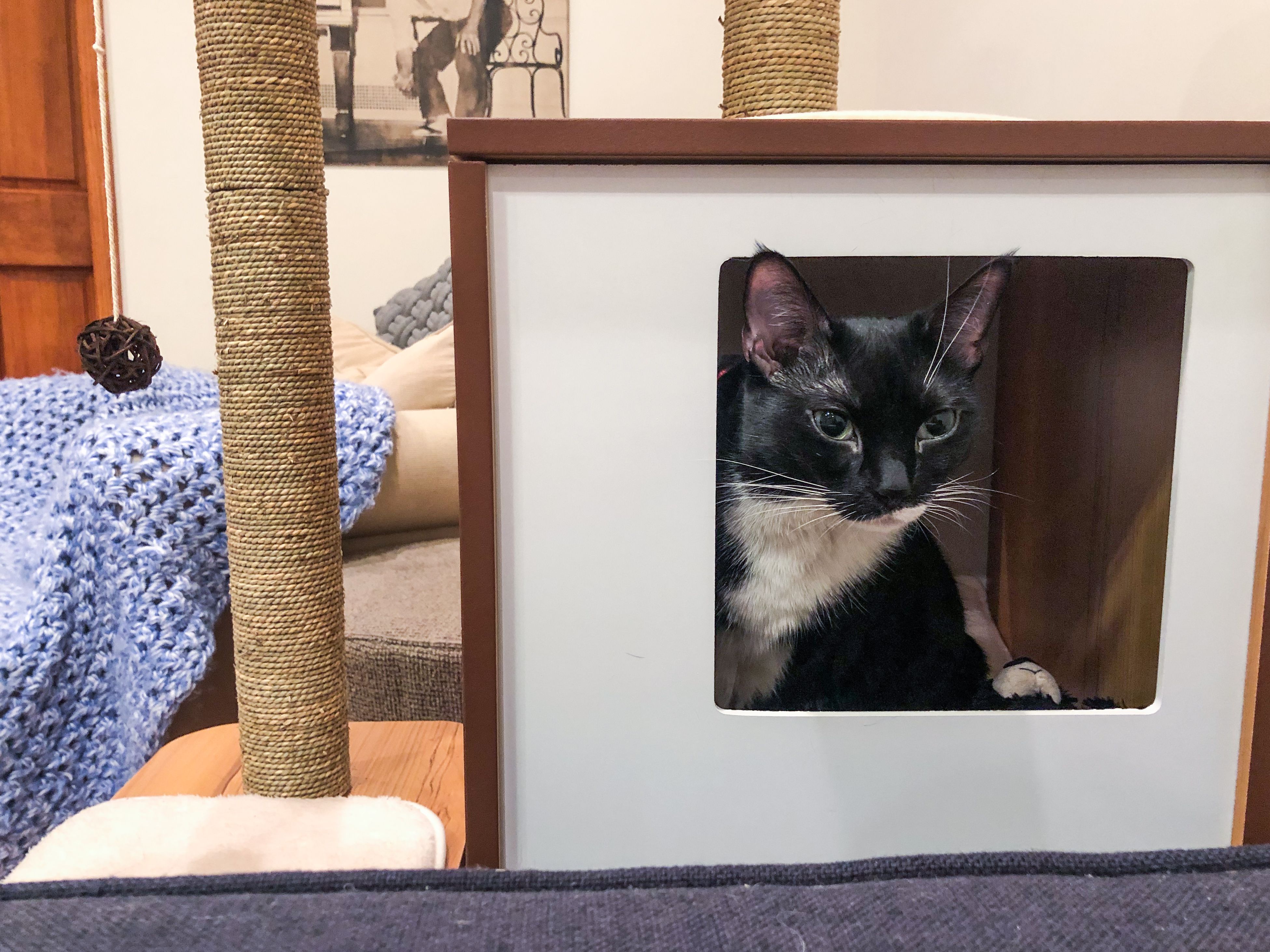 Vesper猫家具