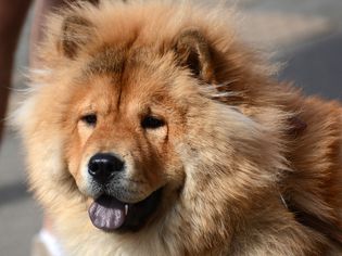 松狮犬特写