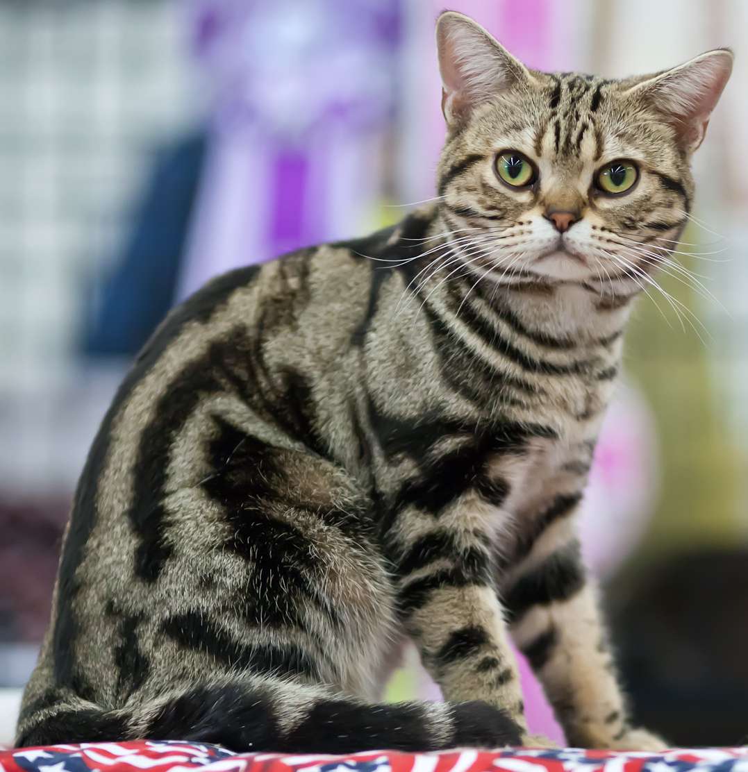 美国短毛猫