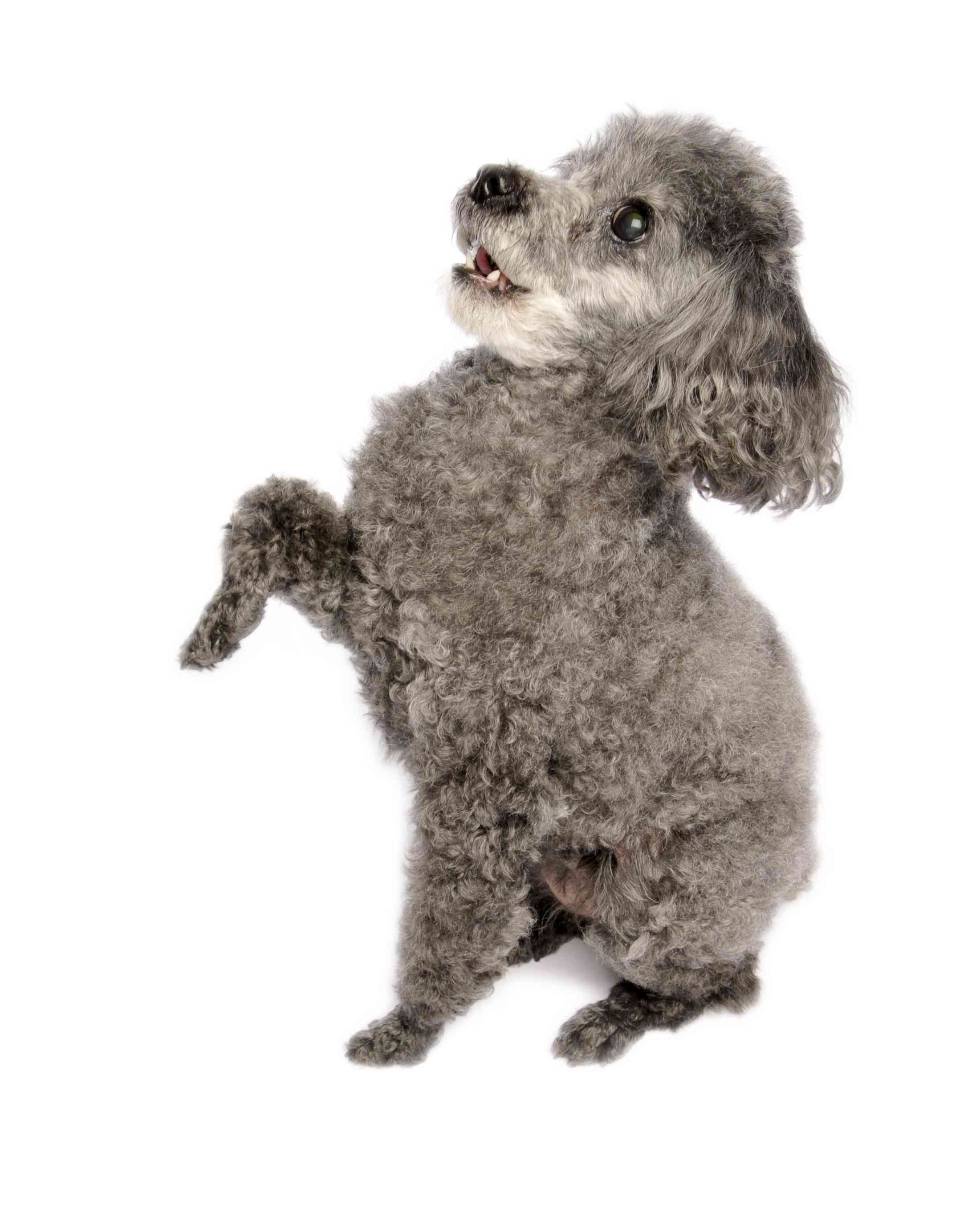 灰色玩具贵宾犬做一个把戏。
