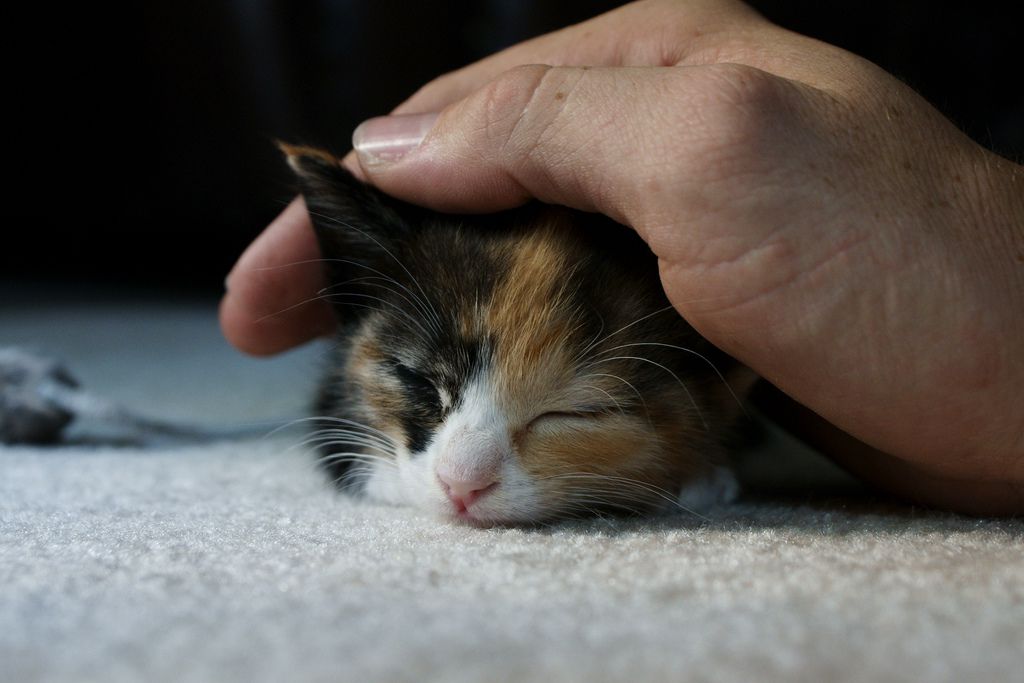 用手抚摸一只印花布小猫。