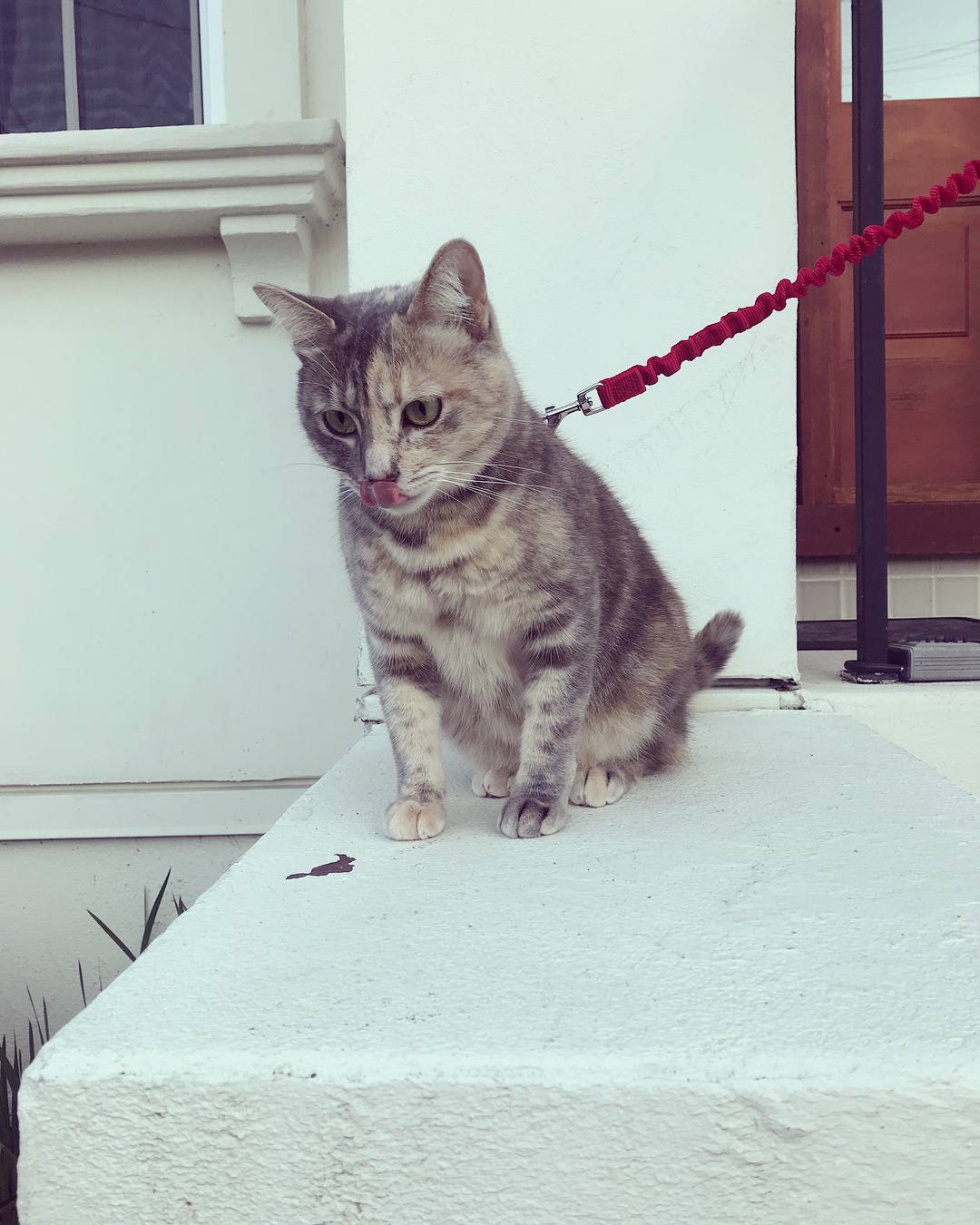 猫被拴在外面。