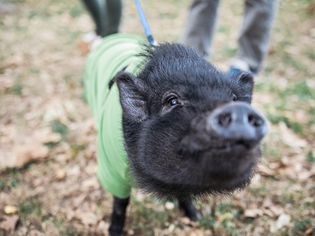 Potbellied pig