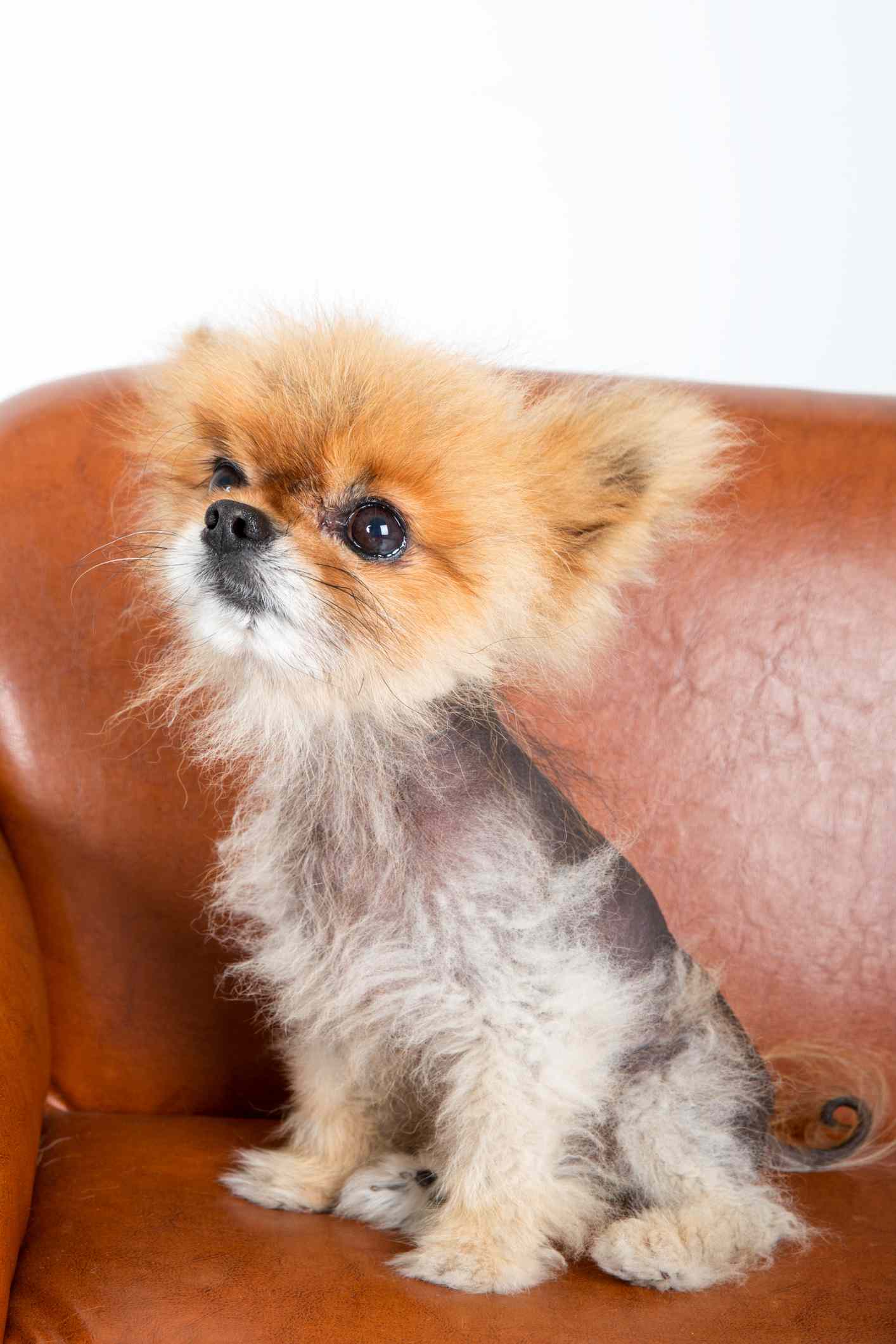 患有脱发的博美犬