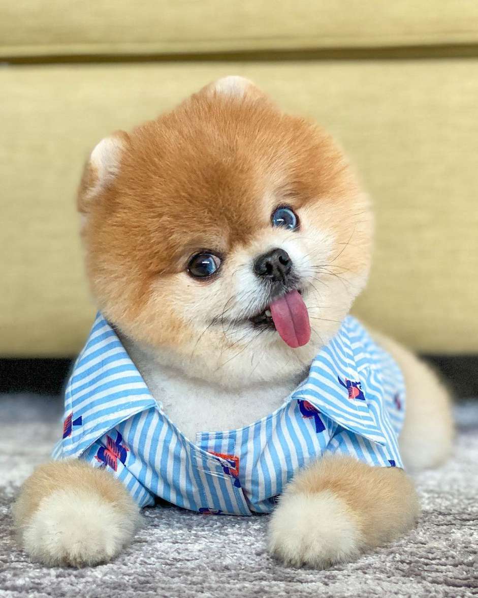 一只穿着蓝色条纹衬衫的博美犬伸着舌头看着镜头。