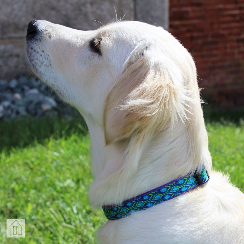 LupinePet Dog Collar