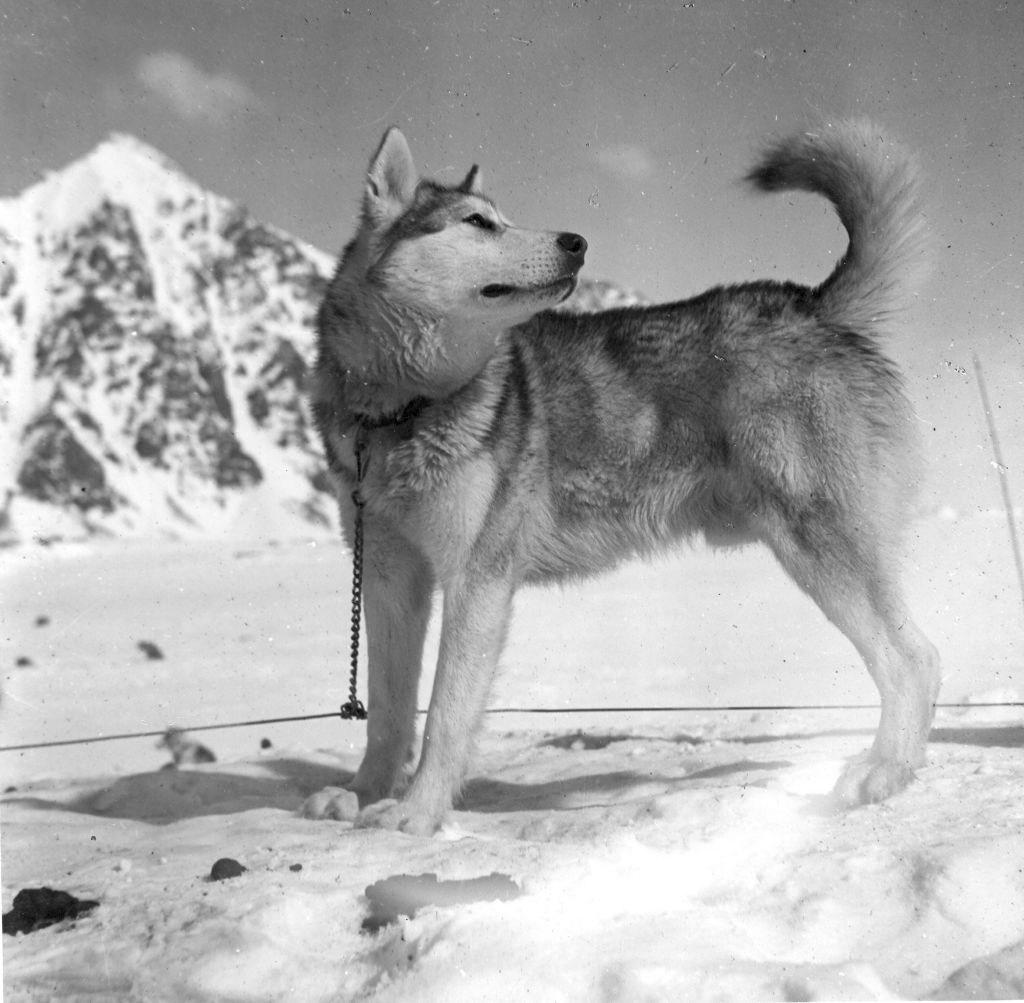 1939年底至1941年初，一只18个月大的阿拉斯加雪橇犬，名叫上校，南极洲。