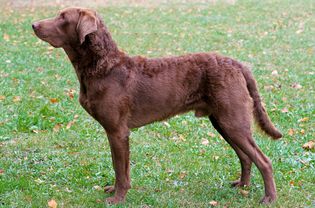 Standing side profile of a Chesapeake Bay Retriever