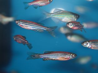 斑马鱼(Danio rerio):水族鱼