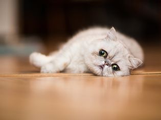 异国情调的短毛猫在地板上休息