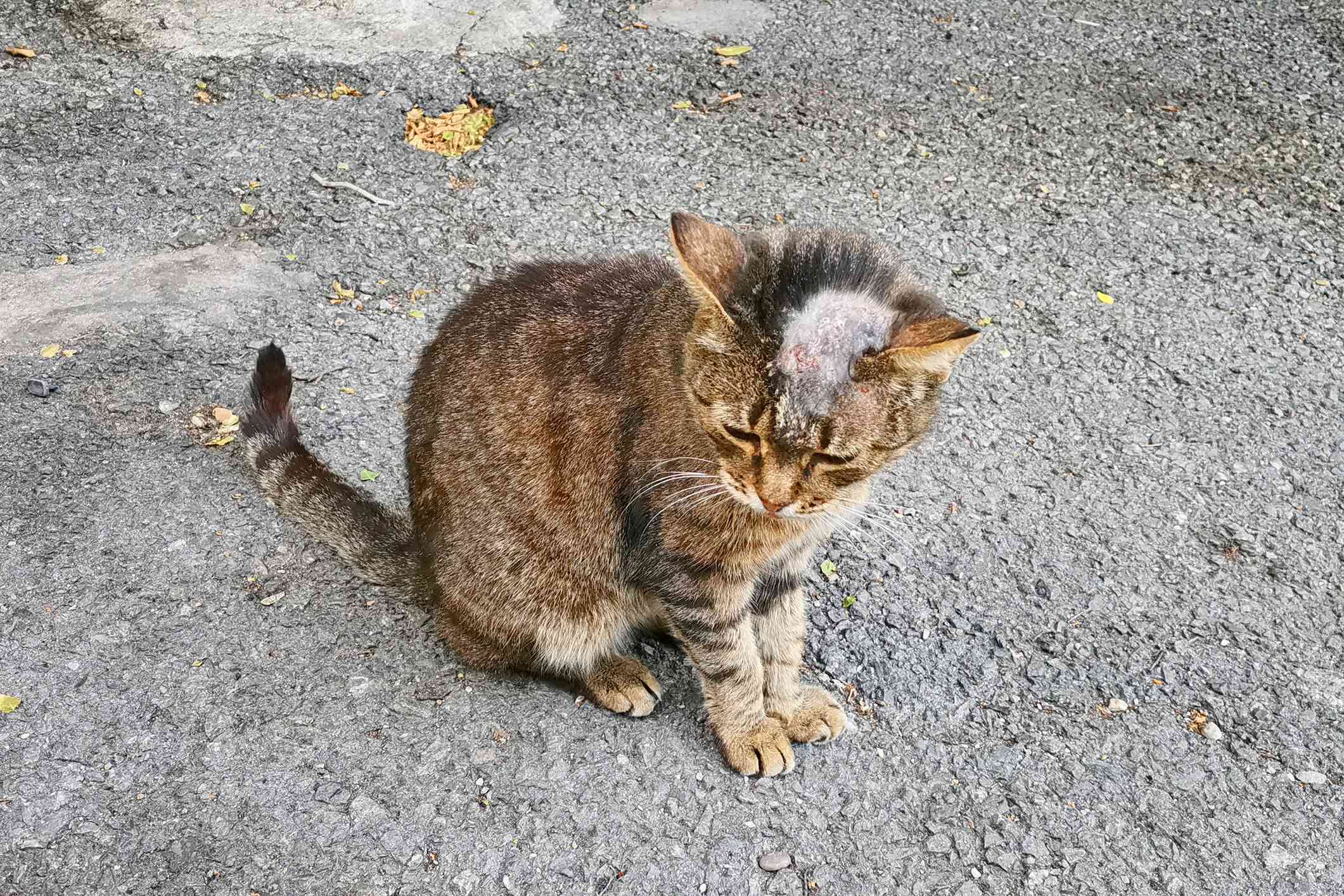猫癣
