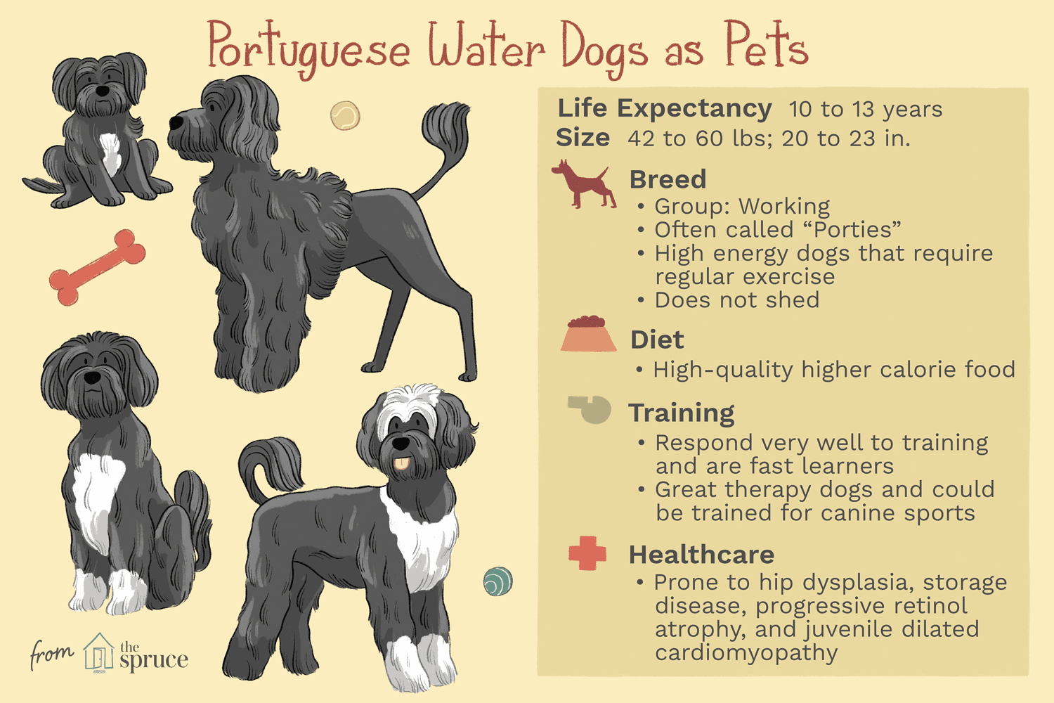 葡萄牙水犬作为宠物插图