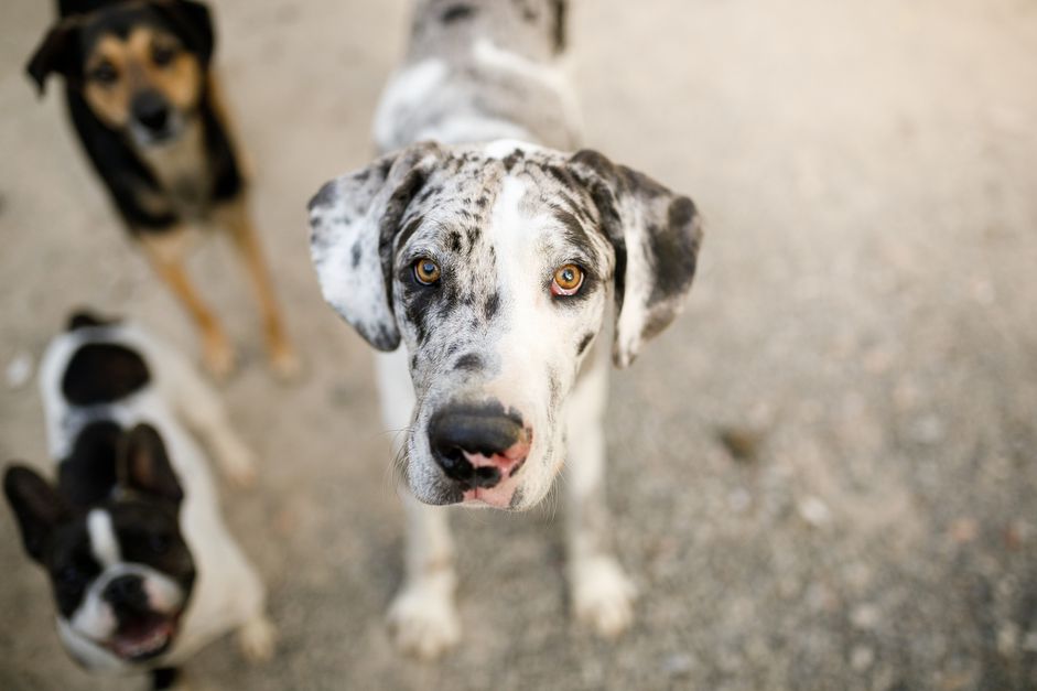 Great dane looking at camera with two dogs in background; great dane dog names