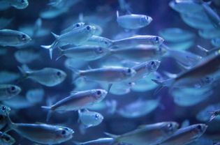 海洋水族馆