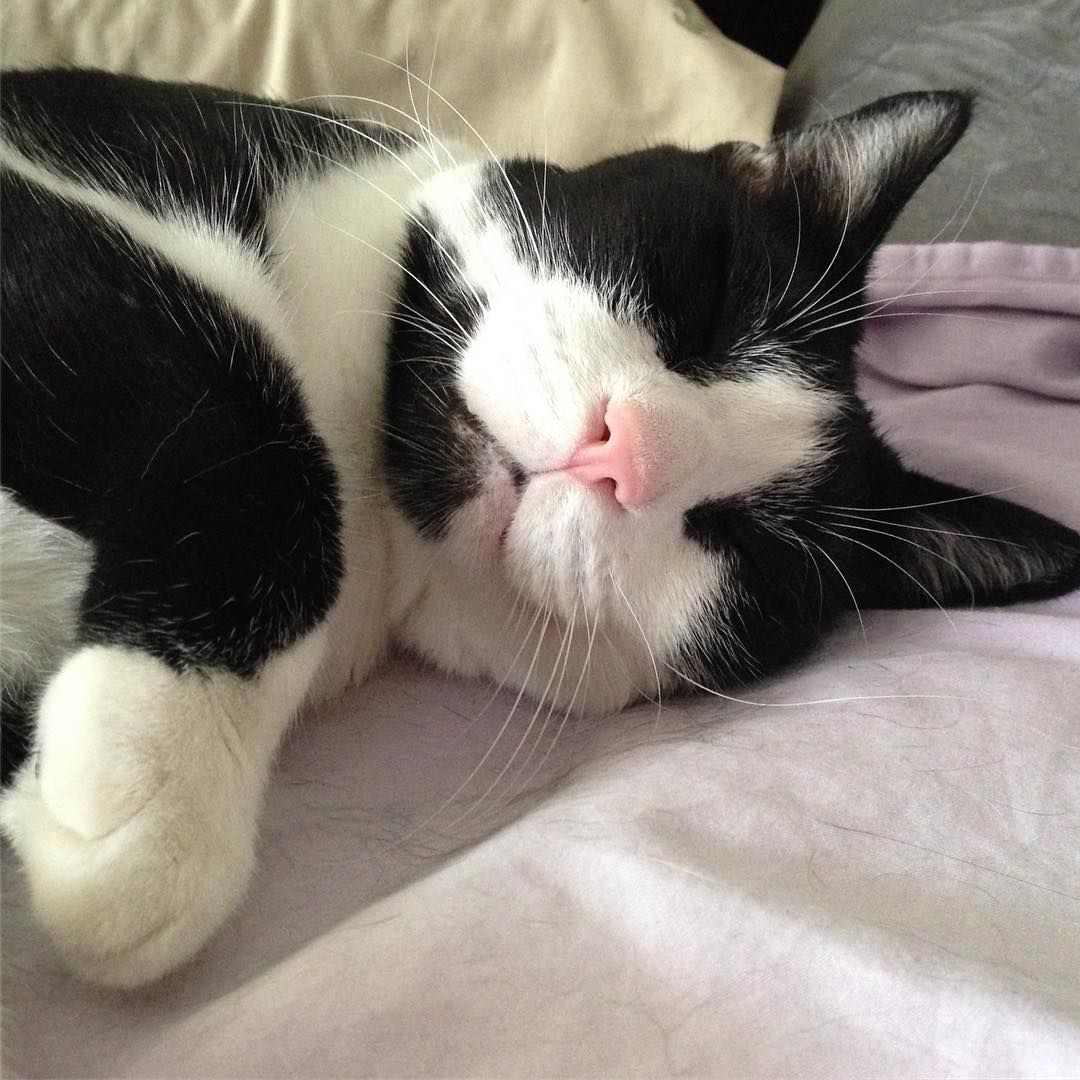 一只穿着燕尾服的猫在床上睡觉