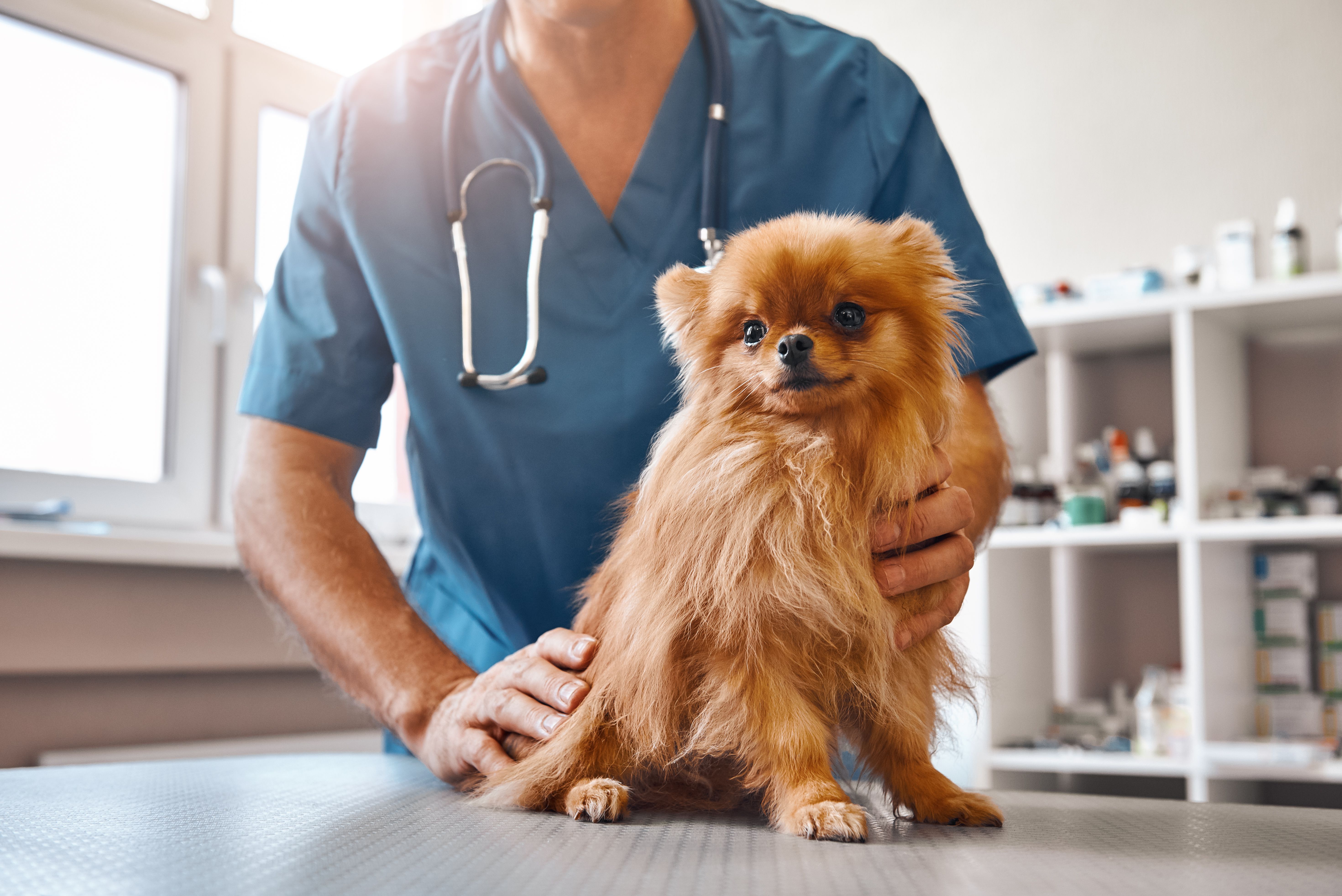 how to perform cpr on dogs