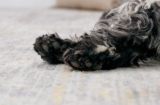 closeup of dog's paws. original asset, do not change