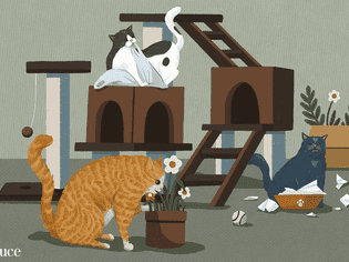 猫不良行为说明