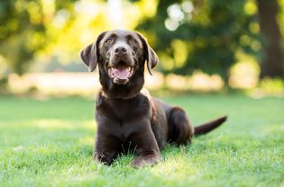 巧克力拉布拉多犬躺在草地上
