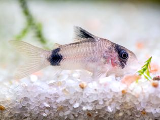 科里鲶鱼在水族箱里游泳，鱼缸里有白色的鹅卵石