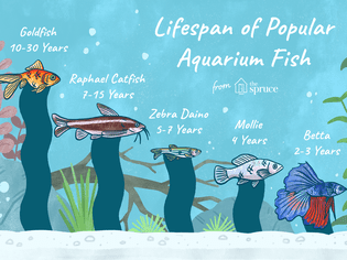图示常见水族鱼类的寿命