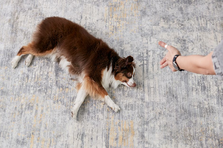 一个教澳大利亚牧羊犬装死的女人