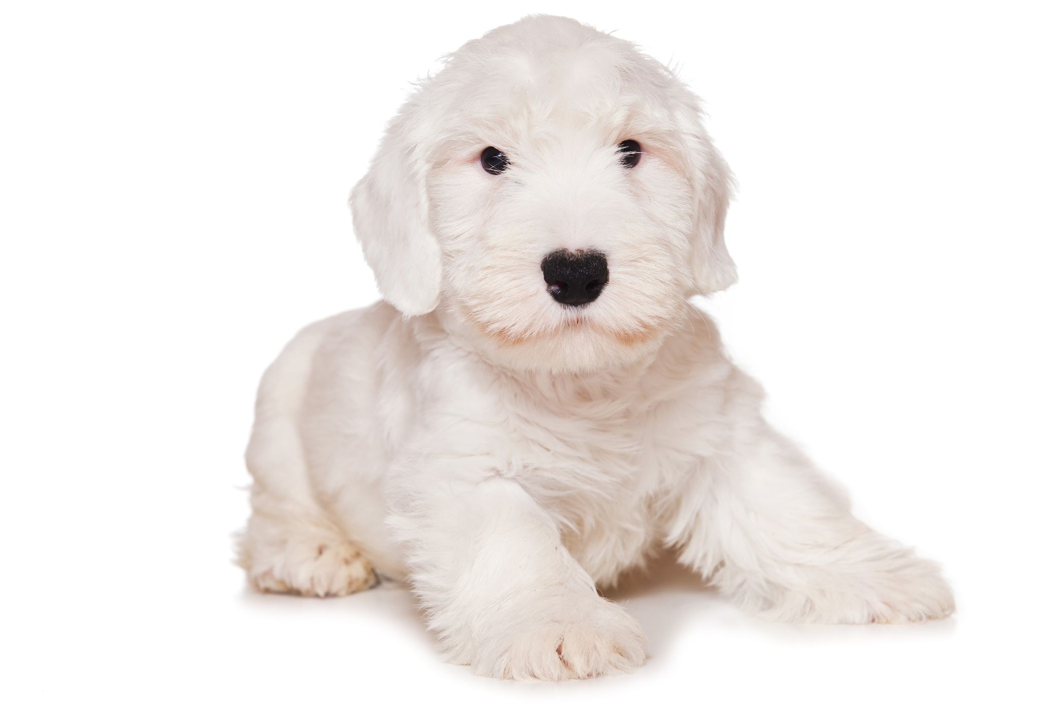 一只全白西利厄姆梗幼犬