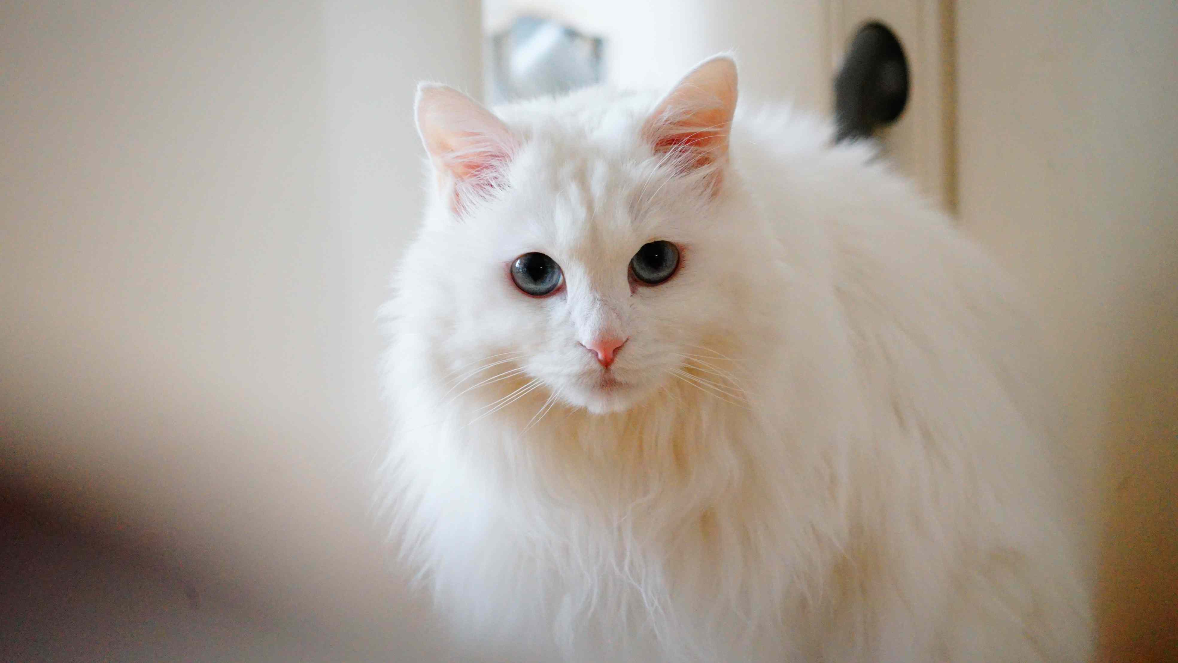 土耳其安哥拉猫